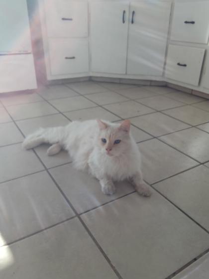 Fluffy