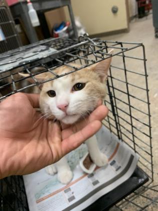 Milo