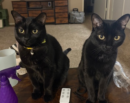 Salem and Luna