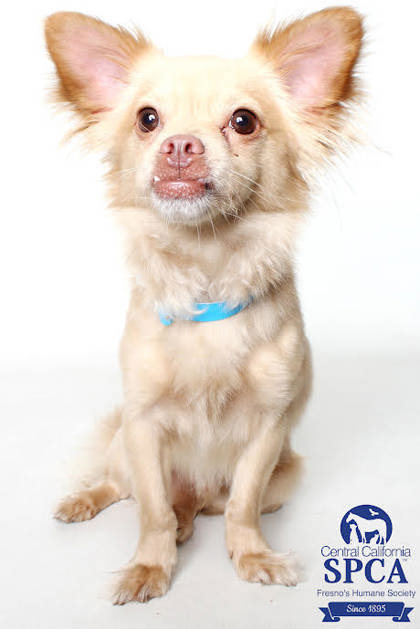 Gizmo