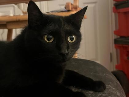 Bella
