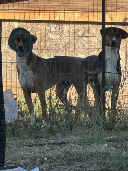 Boone & June