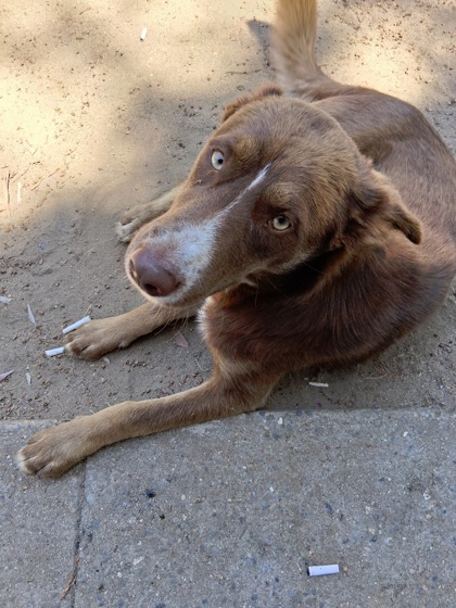 Sammy