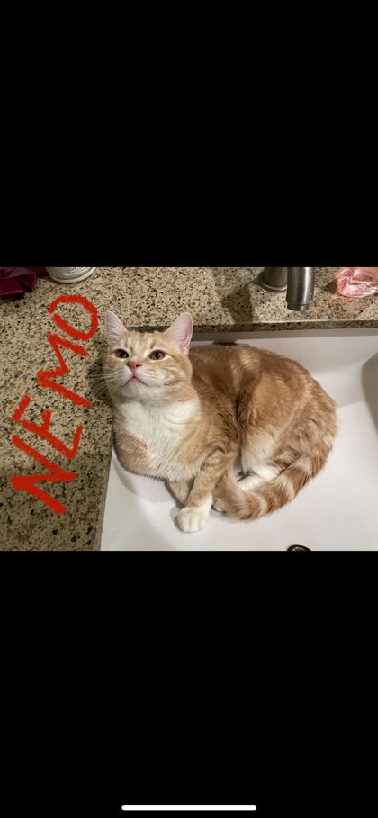 Nemo