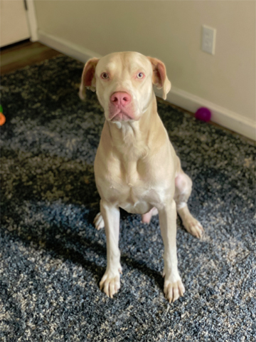 Shiloh