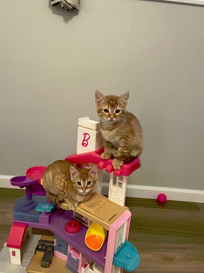 Little Red and Ginger