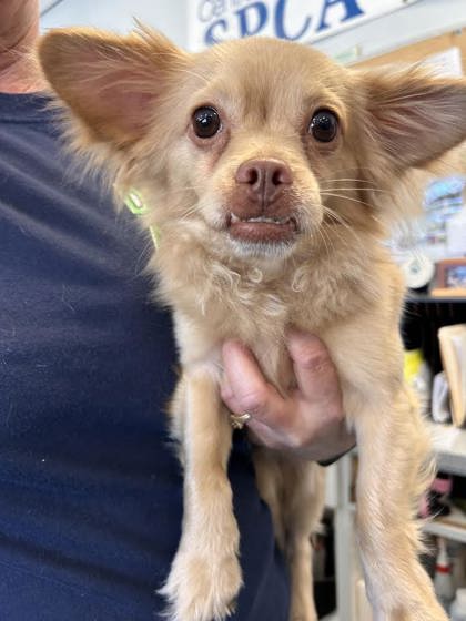 Gizmo