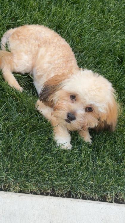 Teddy