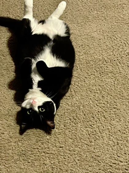 Luna Tuna
