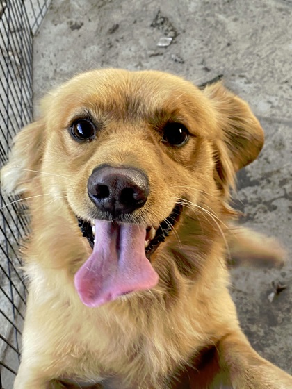 Odie