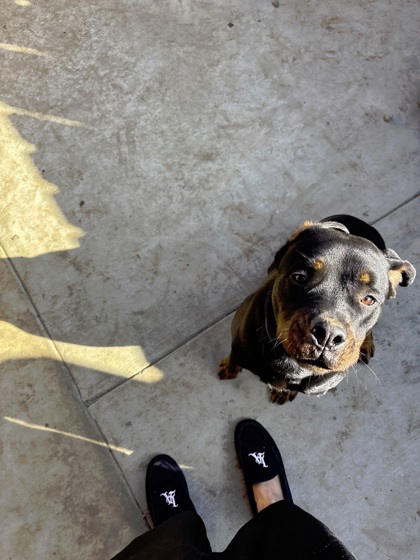 Bohdi