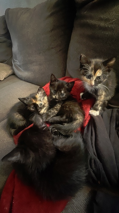 Kitties