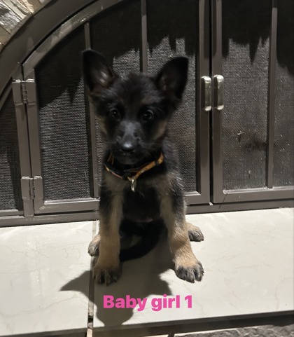 Baby Girl 1