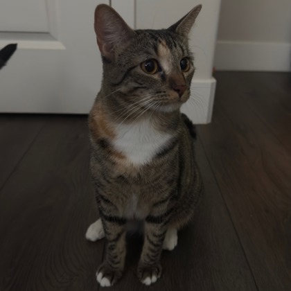 Juno