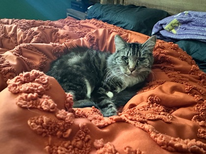 Amelia/Mimi
