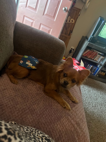 Brownie