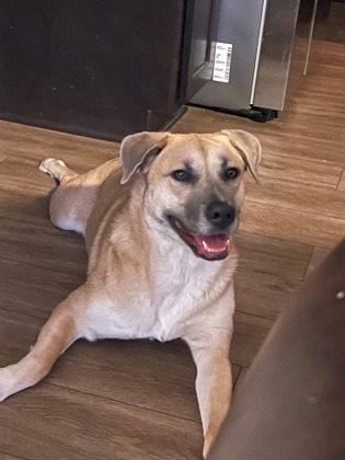 Nala