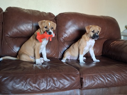 Honey & Sweetie