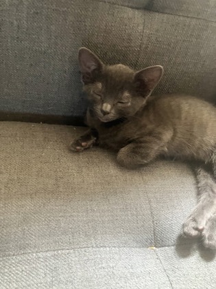 Kitten 4