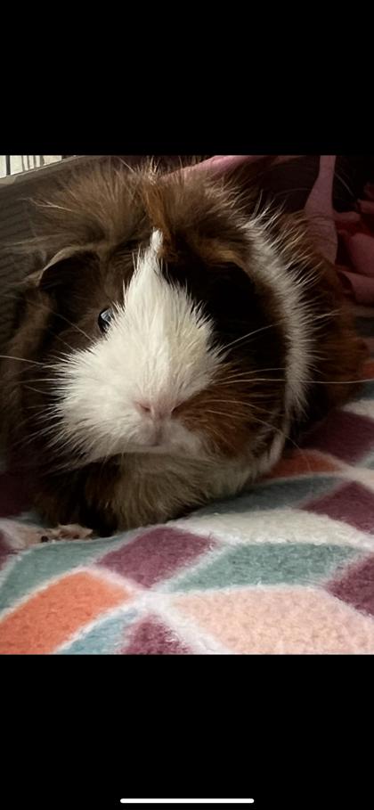 Daisy