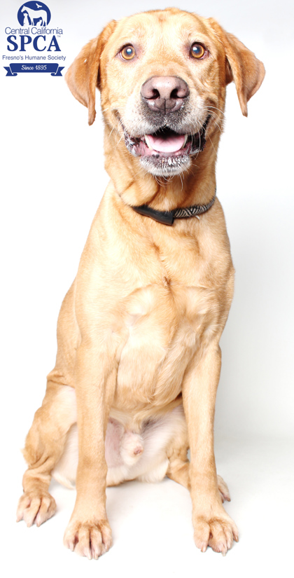 Archie