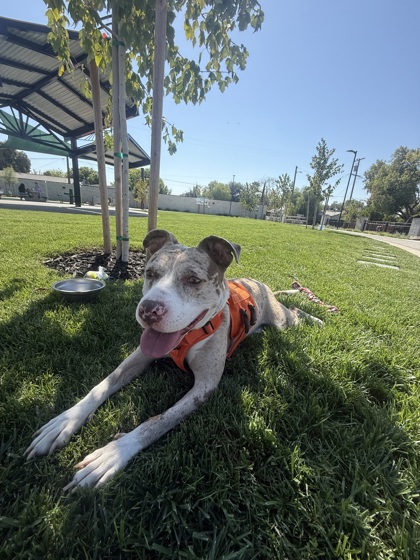 Lulu