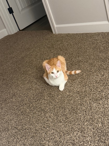 Winston