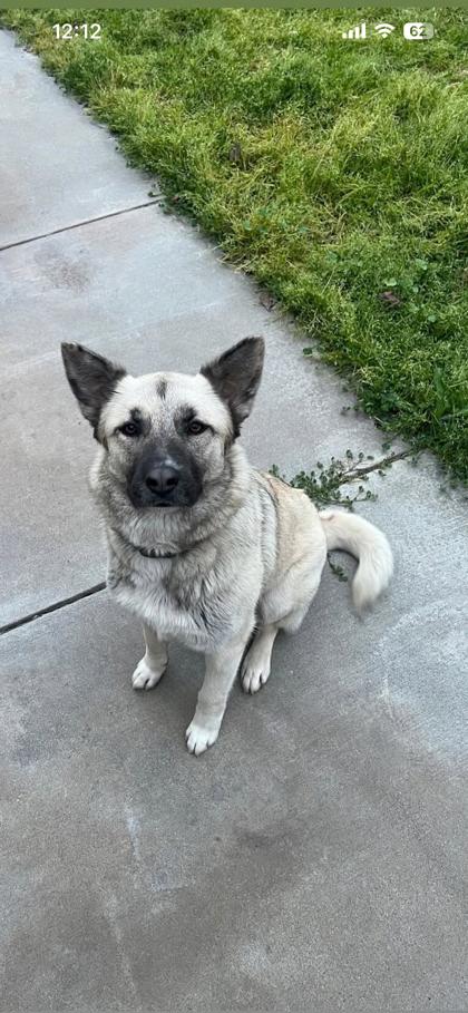 Nala