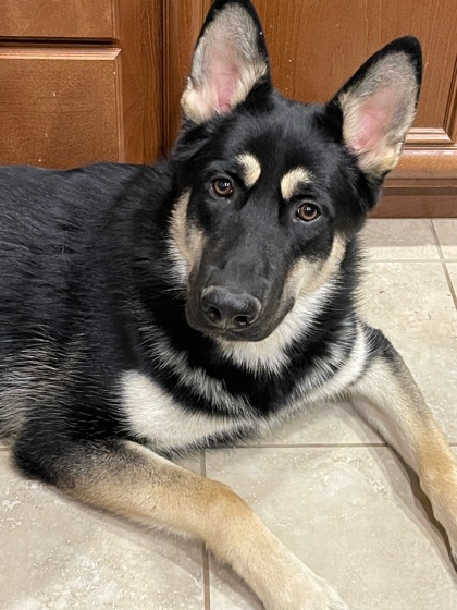 Shep