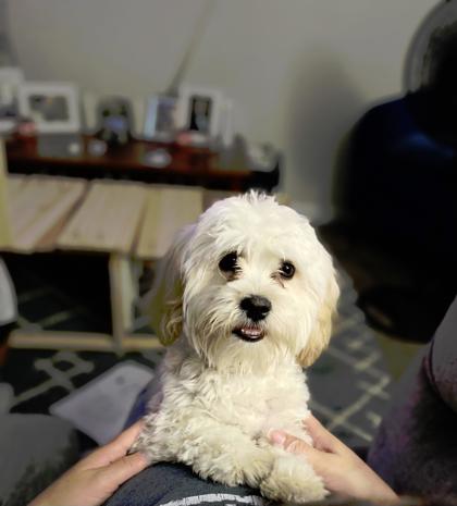 Coco