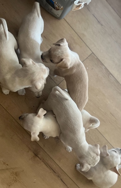 Puppy 2