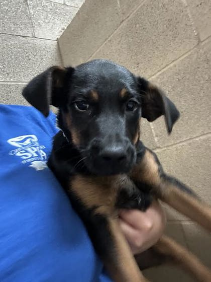 Lulu