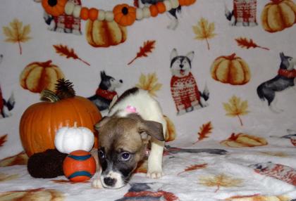 Clementine