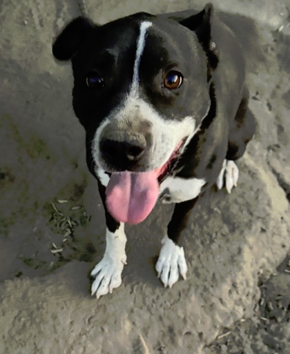 Pepper