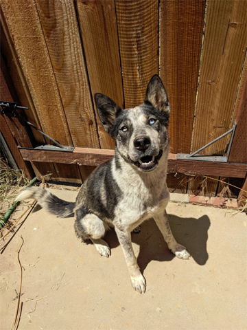 Kira