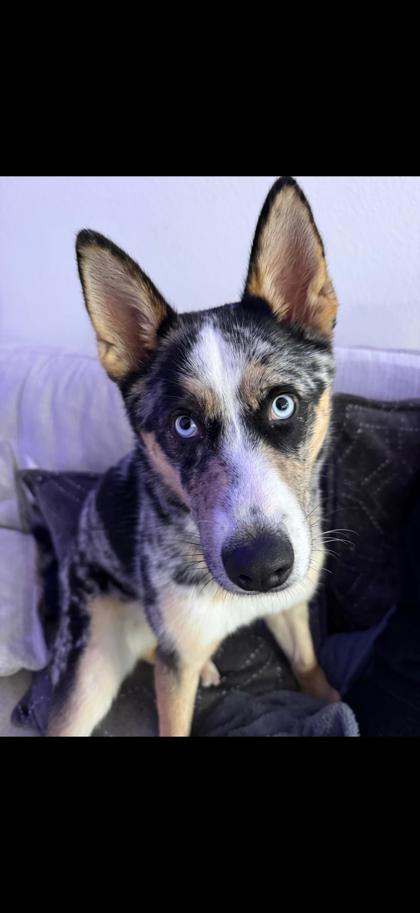 Molly