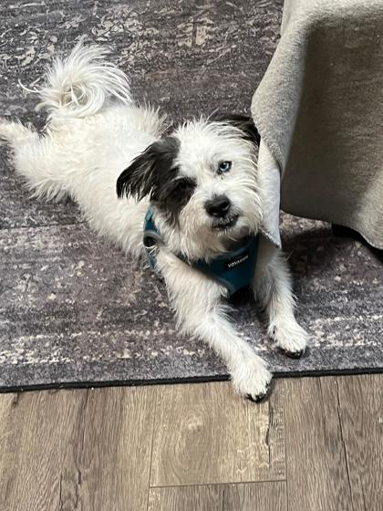 Buddy