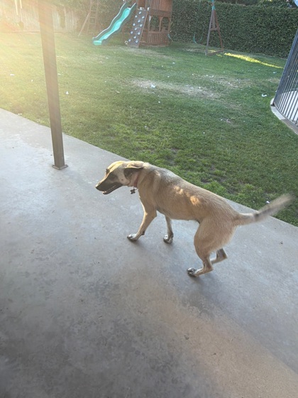 Nala