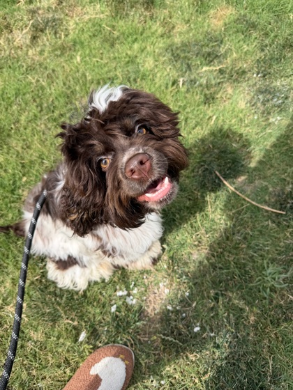 Arlo