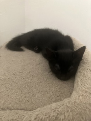 Kitten 5