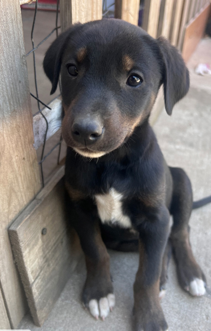Nala