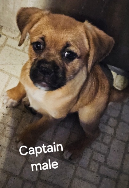 Captain