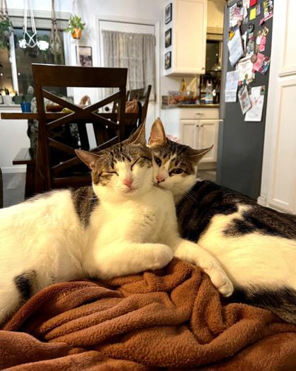 Maverick and Munchkin