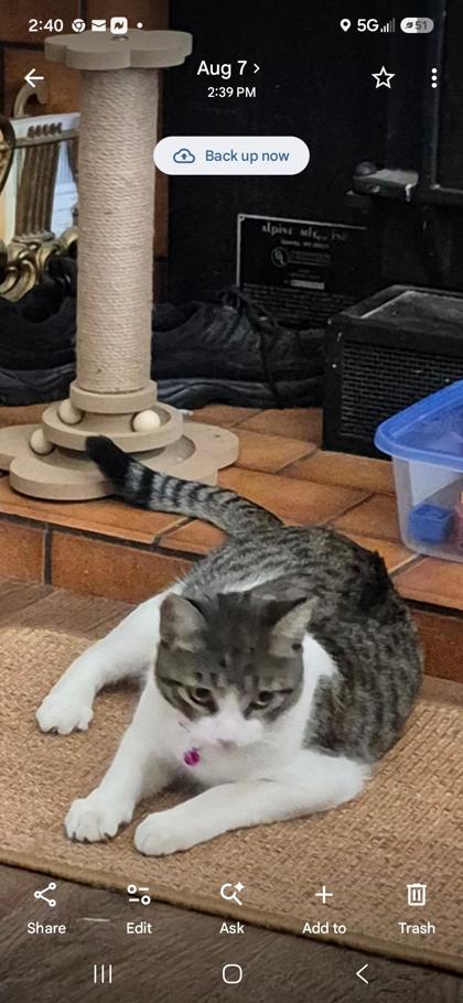 Kitty