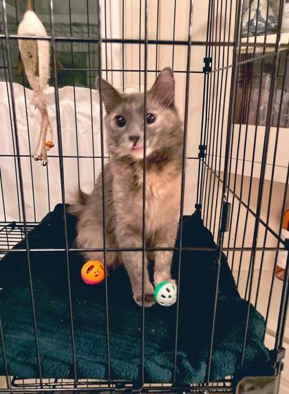 Pebbles