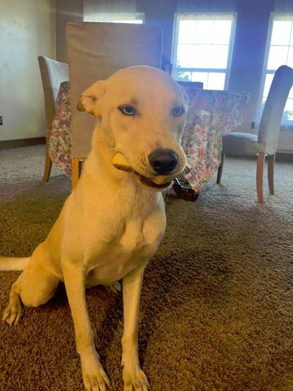 Nala