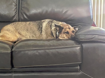 Nova