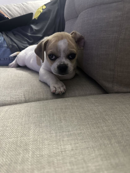 Buddy