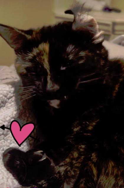 Willow