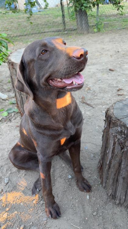 Canela